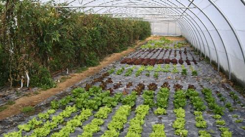 Bizkaiko Caritasek sustatutako gizarteratze-enpresa, bi jarduera-lerrorekin. Alde batetik, Gordexolan kokatutako barazki eta fruta produktuen laborantza eta nekazaritza ekologikoa. Bere Biozaki markak bertako azoketan saltzen dituzten produktu elabor